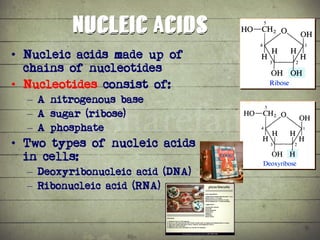 Synthesis of Proteins or the Formation of the Conga Line | PDF