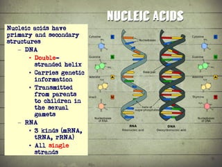 Synthesis of Proteins or the Formation of the Conga Line | PDF