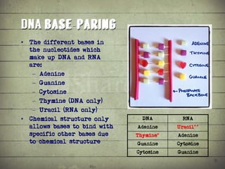 Synthesis of Proteins or the Formation of the Conga Line | PDF