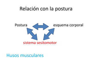 Relación con la postura
Postura

esquema corporal

sistema sesitomotor

Husos musculares

 