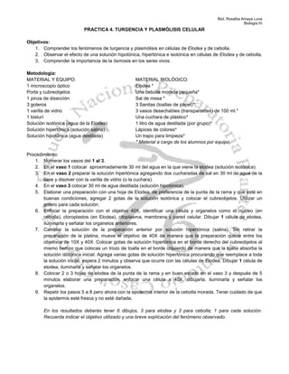 Biol. Rosalba Amaya Luna
Biología IV
PRACTICA 4. TURGENCIA Y PLASMÓLISIS CELULAR
Objetivos:
1. Comprender los fenómenos de turgencia y plasmólisis en células de Elodea y de cebolla.
2. Observar el efecto de una solución hipotónica, hipertónica e isotónica en células de Elodea y de cebolla.
3. Comprender la importancia de la ósmosis en los seres vivos.
Metodología:
MATERIAL Y EQUIPO: MATERIAL BIOLÓGICO:
1 microscopio óptico Elodea *
Porta y cubreobjetos Una cebolla morada pequeña*
1 pinza de disección Sal de mesa *
3 goteros 3 Sanitas (toallas de papel)*
1 varilla de vidrio 3 vasos desechables (transparentes) de 100 ml.*
1 bisturí Una cuchara de plástico*
Solución isotónica (agua de la Elodea) 1 litro de agua destilada (por grupo)*
Solución hipertónica (solución salina) Lápices de colores*
Solución hipotónica (agua destilada) Un trapo para limpieza*
* Material a cargo de los alumnos por equipo.
Procedimiento:
1. Numerar los vasos del 1 al 3.
2. En el vaso 1 colocar aproximadamente 30 ml del agua en la que viene la elodea (solución isotónica).
3. En el vaso 2 preparar la solución hipertónica agregando dos cucharadas de sal en 30 ml de agua de la
llave y disolver con la varilla de vidrio (o la cuchara).
4. En el vaso 3 colocar 30 ml de agua destilada (solución hipotónica).
5. Elaborar una preparación con una hoja de Elodea, de preferencia de la punta de la rama y que esté en
buenas condiciones, agregar 2 gotas de la solución isotónica y colocar el cubreobjetos. Utilizar un
gotero para cada solución.
6. Enfocar la preparación con el objetivo 40X, identificar una célula y organelos como el núcleo (en
cebolla), cloroplastos (en Elodea), citoplasma, membrana y pared celular. Dibujar 1 célula de elodea,
iluminarla y señalar los organelos anteriores.
7. Cambiar la solución de la preparación anterior por solución hipertónica (salina). Sin retirar la
preparación de la platina, mueve el objetivo de 40X de manera que la preparación quede entre los
objetivos de 10X y 40X. Colocar gotas de solución hipertónica en el borde derecho del cubreobjetos al
mismo tiempo que colocas un trozo de toalla en el borde izquierdo de manera que la toalla absorba la
solución isotónica inicial. Agrega varias gotas de solución hipertónica procurando que reemplace a toda
la solución inicial, espera 2 minutos y observa que ocurre con las células de Elodea. Dibujar 1 célula de
elodea, iluminarla y señalar los organelos.
8. Colocar 2 o 3 hojas de elodea de la punta de la rama y en buen estado en el vaso 3 y después de 5
minutos elaborar una preparación, enfocar una célula a 40X, dibujarla, iluminarla y señalar los
organelos.
9. Repetir los pasos 5 a 8 pero ahora con la epidermis interior de la cebolla morada. Tener cuidado de que
la epidermis esté fresca y no esté dañada.
En los resultados deberás tener 6 dibujos, 3 para elodea y 3 para cebolla; 1 para cada solución.
Recuerda indicar el objetivo utilizado y una breve explicación del fenómeno observado.
 