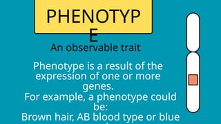 Phenotype Trait Examples 4 Types of Genetic Inheritance Science Presentation in Blue Yellow Flat ...