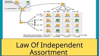 4 Types of Genetic Inheritance Science Presentation in Blue Yellow Flat ...