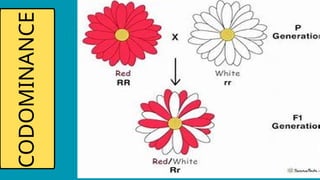 4 Types of Genetic Inheritance Science Presentation in Blue Yellow Flat ...