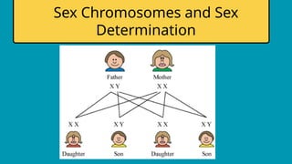 4 Types of Genetic Inheritance Science Presentation in Blue Yellow Flat ...