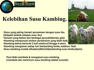 Kelebihan Susu Kambing.

•Susu yang paling hampir persamaan dengan susu ibu.
(didapati terbaik selepas susu ibu)
•Haiwan yang bebas dari berbagai penyakit(lembu gila)
•Kambing mempunyai sisitem pertahanan yang lebih baik.
•Kambing betina beranak 2 kali setahun(1hingga 4 ekor)
•Kambing mengawan setiap hari berbanding lembu setahun 1kali
•Susu kambing mudah dihadam(20minit)berbanding susu lembu(2jam).


  Para Nabi membela & mengamal susu kambing
  (membela dan meminum susu kambing adalah sunnah)
 