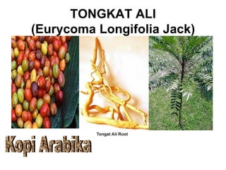 TONGKAT ALI
(Eurycoma Longifolia Jack)
 