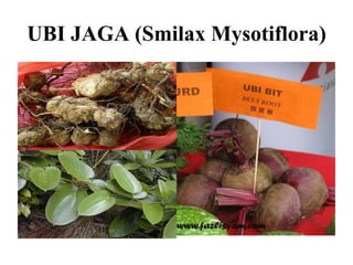 UBI JAGA (Smilax Mysotiflora)
 
