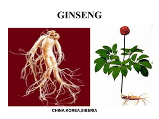 GINSENG




CHINA,KOREA,SIBERIA
 