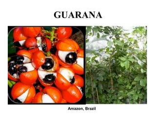 GUARANA




  Amazon, Brazil
 