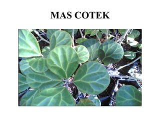 MAS COTEK
 