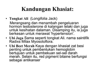 Kandungan Khasiat:
• Tongkat Ali (Longifolia Jack)
  Merangsang dan menambah pengeluaran
  hormon testosterone di kalangan lelaki dan juga
  untuk kesihatan dalaman. Disamping itu, ia juga
  berkesan untuk merawat 'hypertension'.
• Ubi Jaga Sama seperti tongkat Ali. nama saintifik
  Radixs Milax Myosotoflora.
• Ubi Beet Merah Kaya dengan khasiat zat besi
  penting untuk pembentukan hemoglobin
  bertujuan untuk pembekuan sel-sel darah
  merah. Selain itu, red pigment bitaine berfungsi
  sebagai antikanser
 