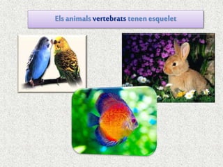 Elsanimalsvertebrats tenen esquelet
 