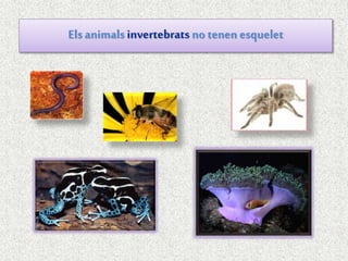 Elsanimals invertebrats no tenen esquelet
 