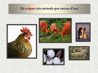 Elsovípars són animalsque naixend’ous
 