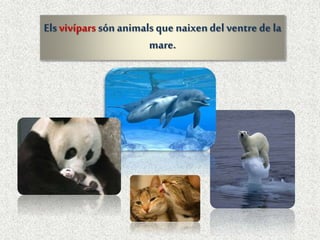 Elsvivípars són animalsque naixendel ventre de la
mare.
 