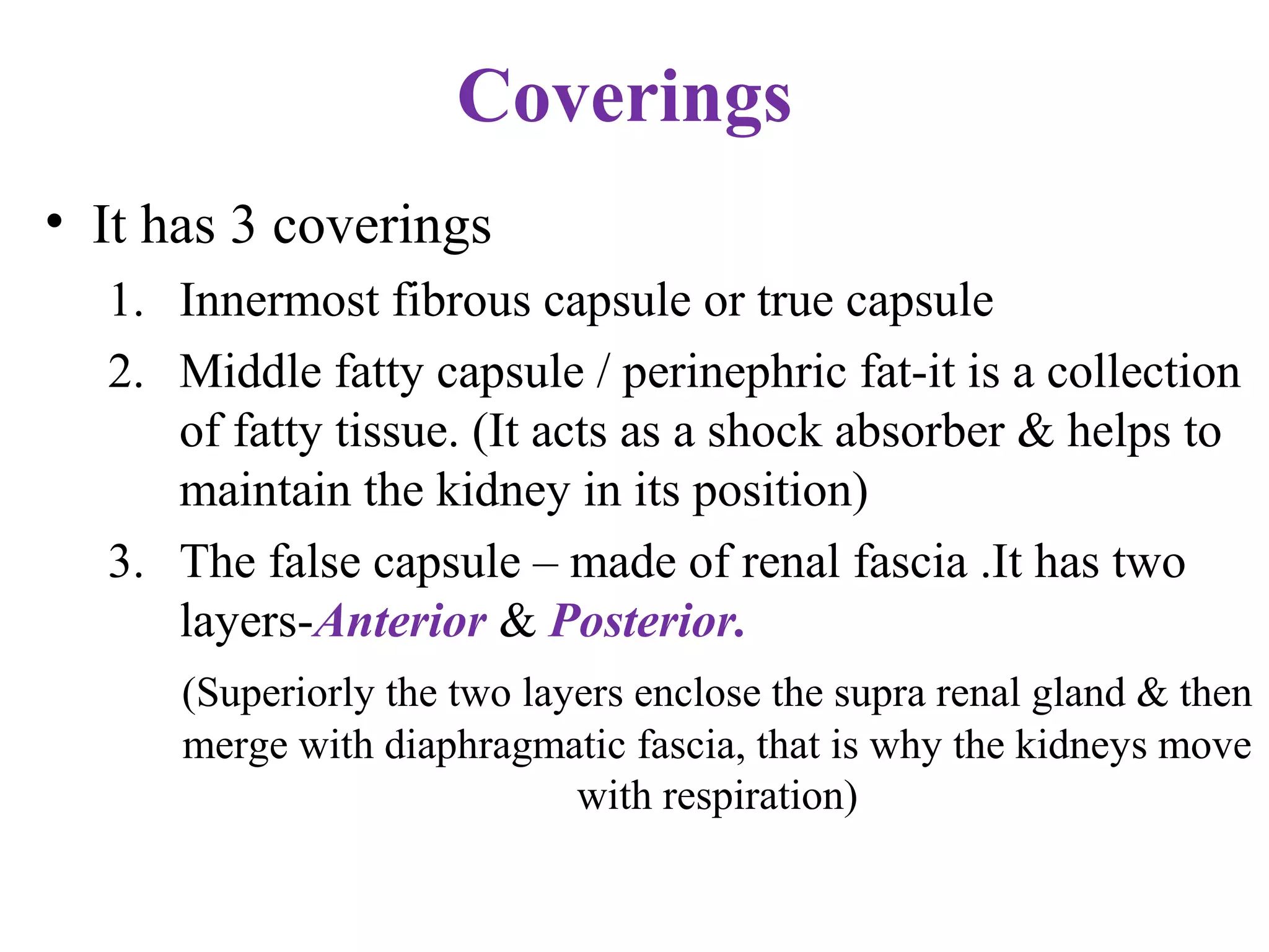 Coverings
• It has 3 coverings
1. Innermost fibrous capsule or true capsule
2. Middle fatty capsule / perinephric fat-it is a collection
of fatty tissue. (It acts as a shock absorber & helps to
maintain the kidney in its position)
3. The false capsule – made of renal fascia .It has two
layers-Anterior & Posterior.
(Superiorly the two layers enclose the supra renal gland & then
merge with diaphragmatic fascia, that is why the kidneys move
with respiration)
 