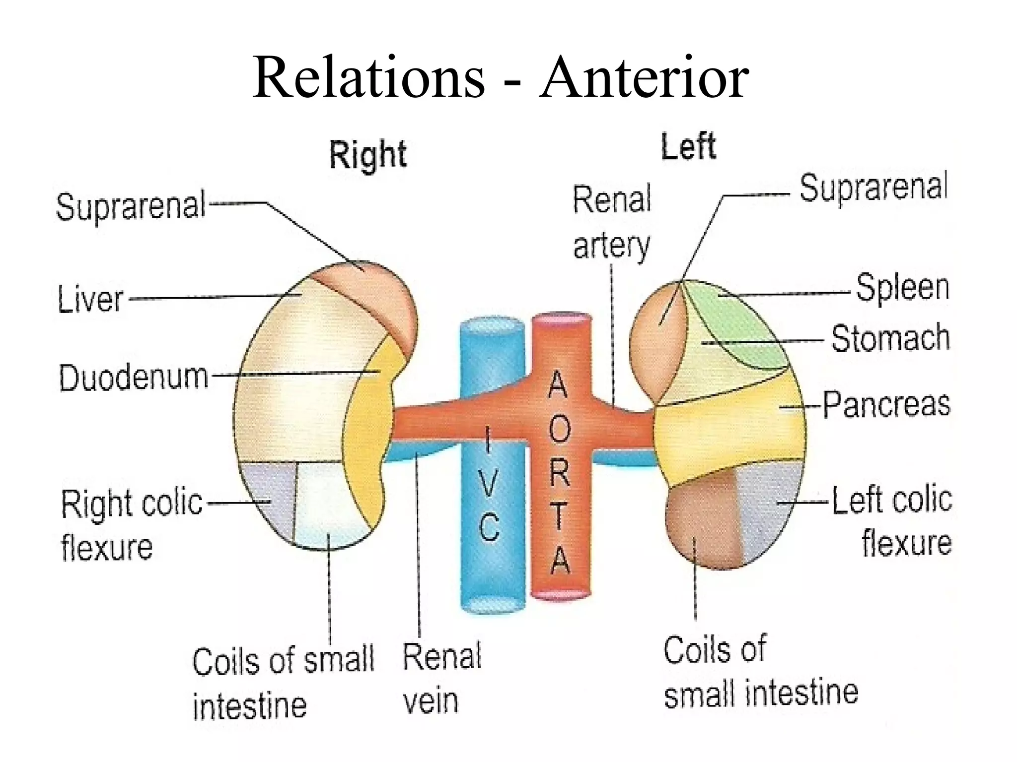 Relations - Anterior
 