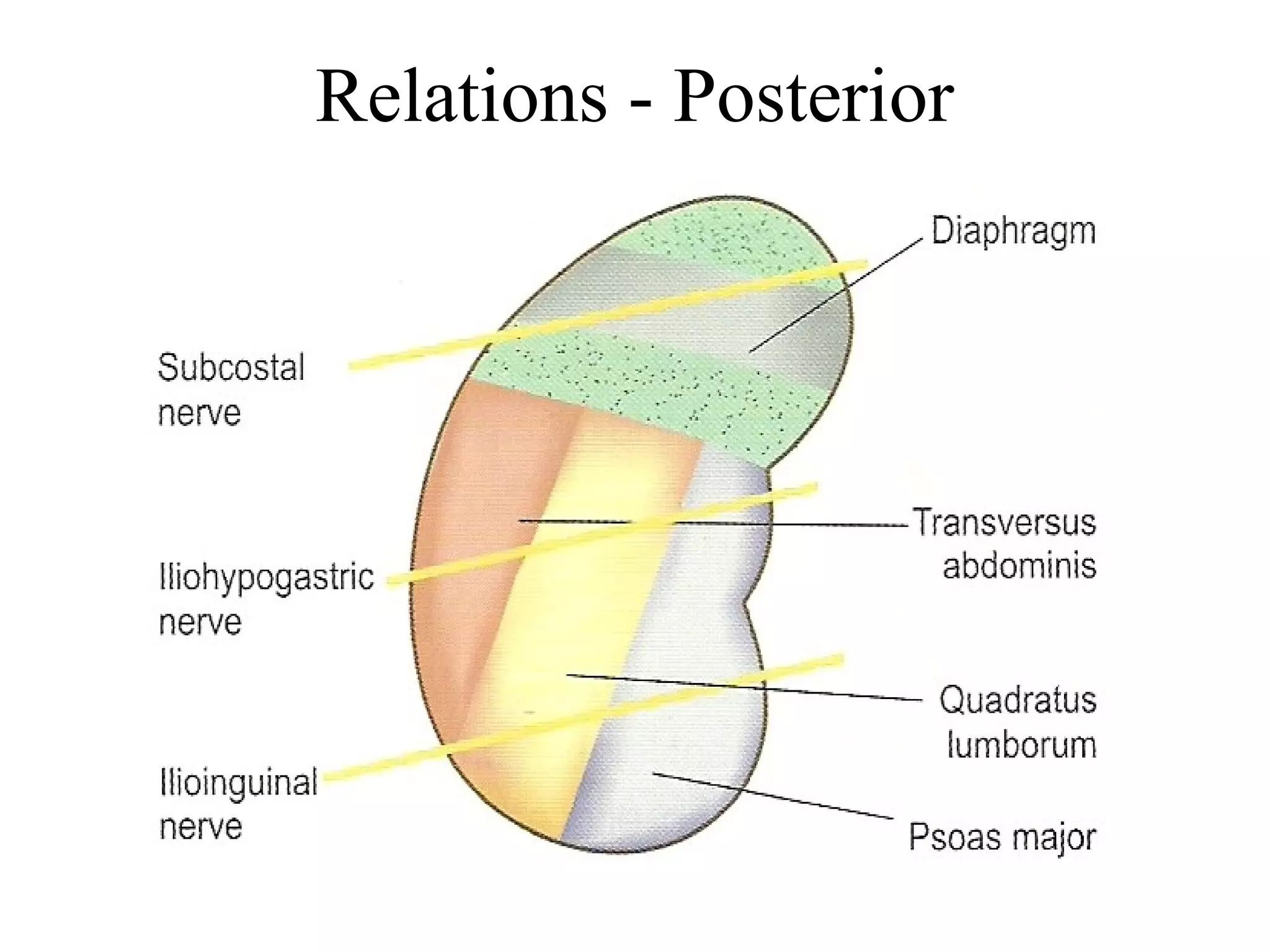 Relations - Posterior
 