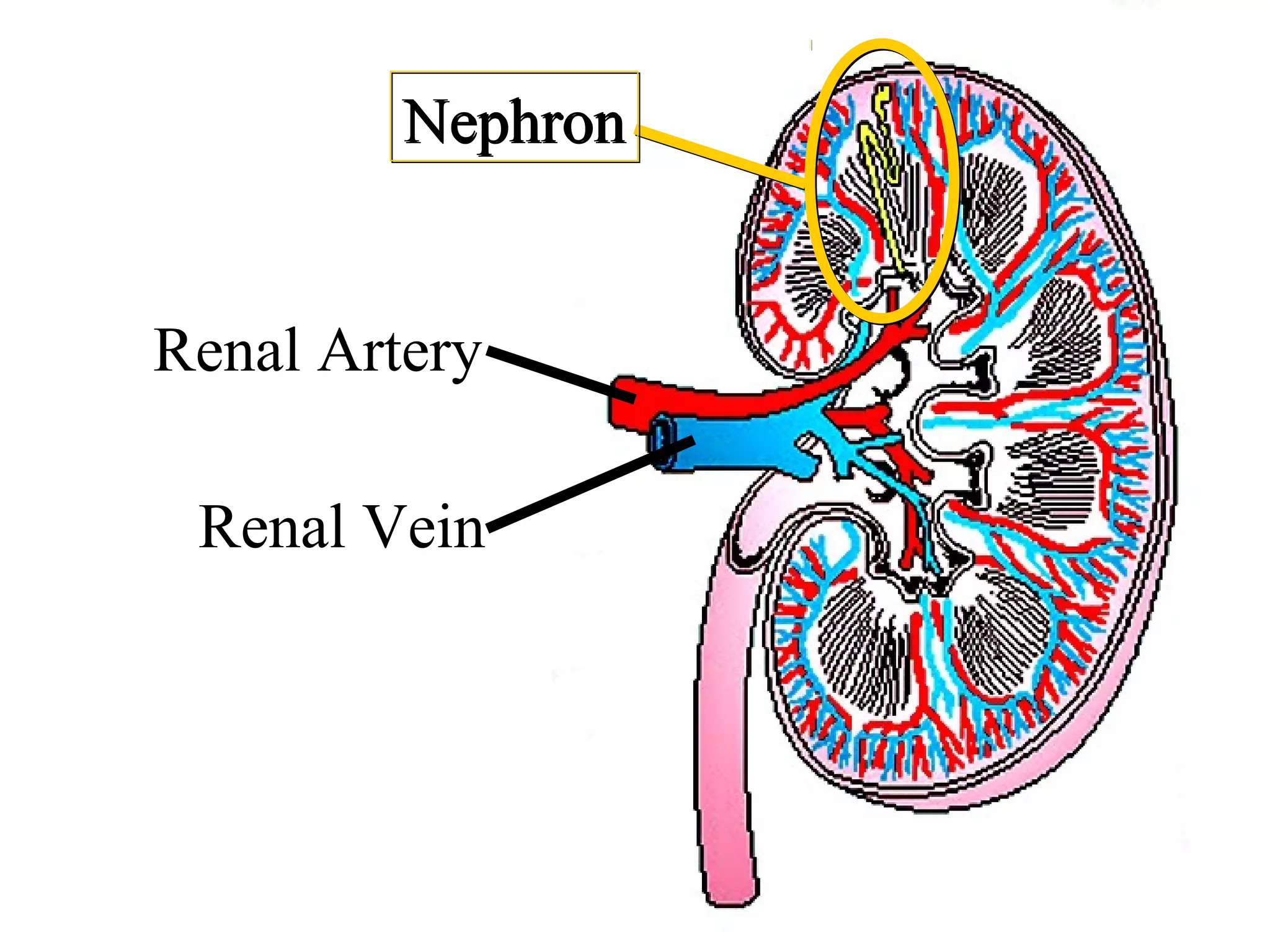 Renal Artery
Renal Vein
NephronNephron
 