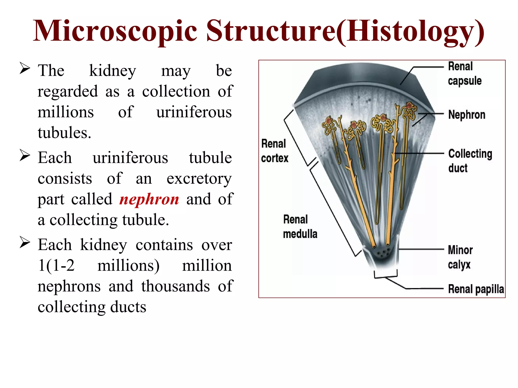 Microscopic Structure(Histology)
 The kidney may be
regarded as a collection of
millions of uriniferous
tubules.
 Each uriniferous tubule
consists of an excretory
part called nephron and of
a collecting tubule.
 Each kidney contains over
1(1-2 millions) million
nephrons and thousands of
collecting ducts
 
