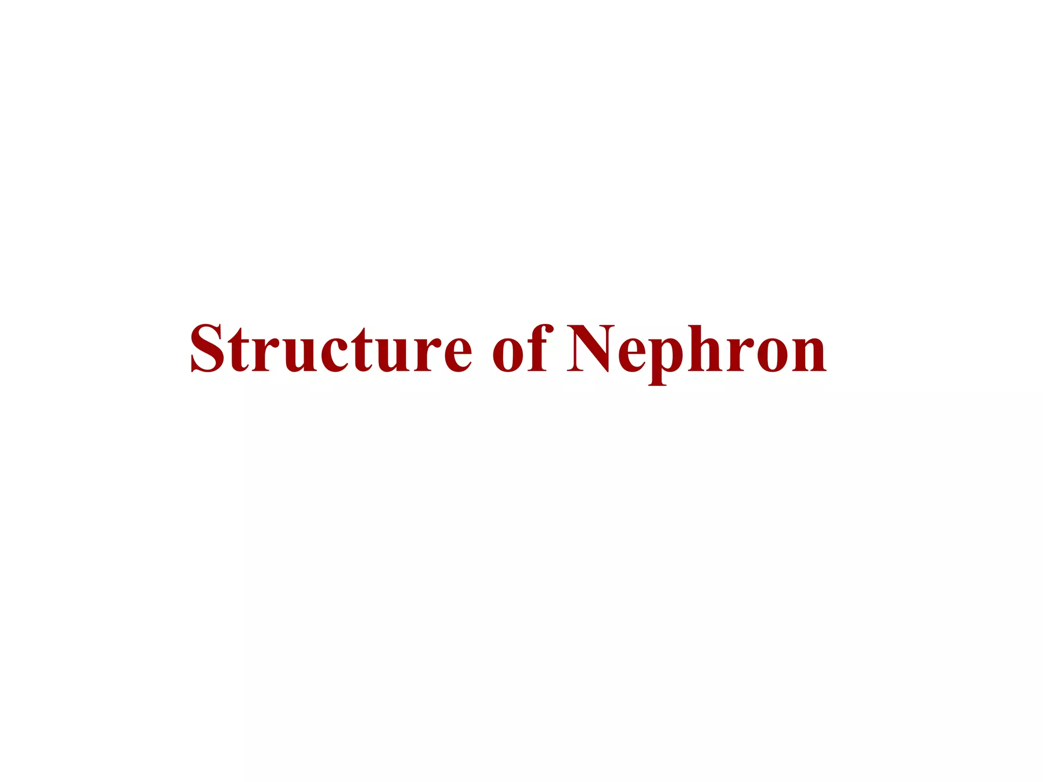 Structure of Nephron
 