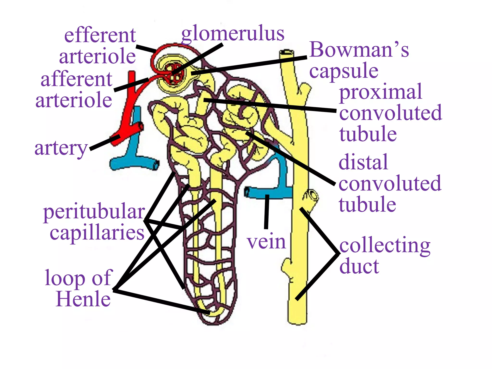 vein
artery
afferent
arteriole
efferent
arteriole
glomerulus
peritubular
capillaries
Bowman’s
capsule
proximal
convoluted
tubule
distal
convoluted
tubule
loop of
Henle
collecting
duct
 