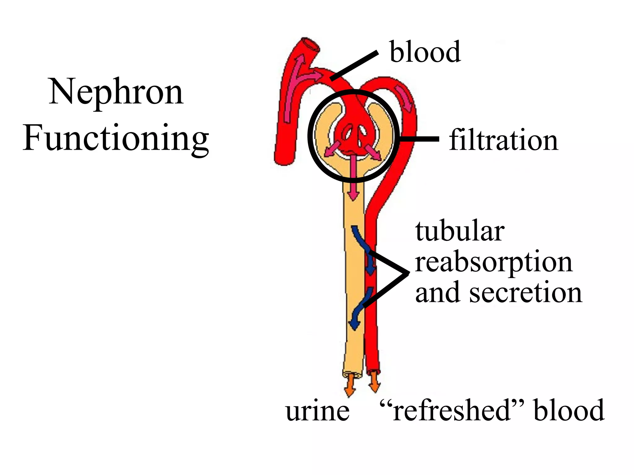 urine
blood
filtration
tubular
reabsorption
and secretion
Nephron
Functioning
“refreshed” blood
 