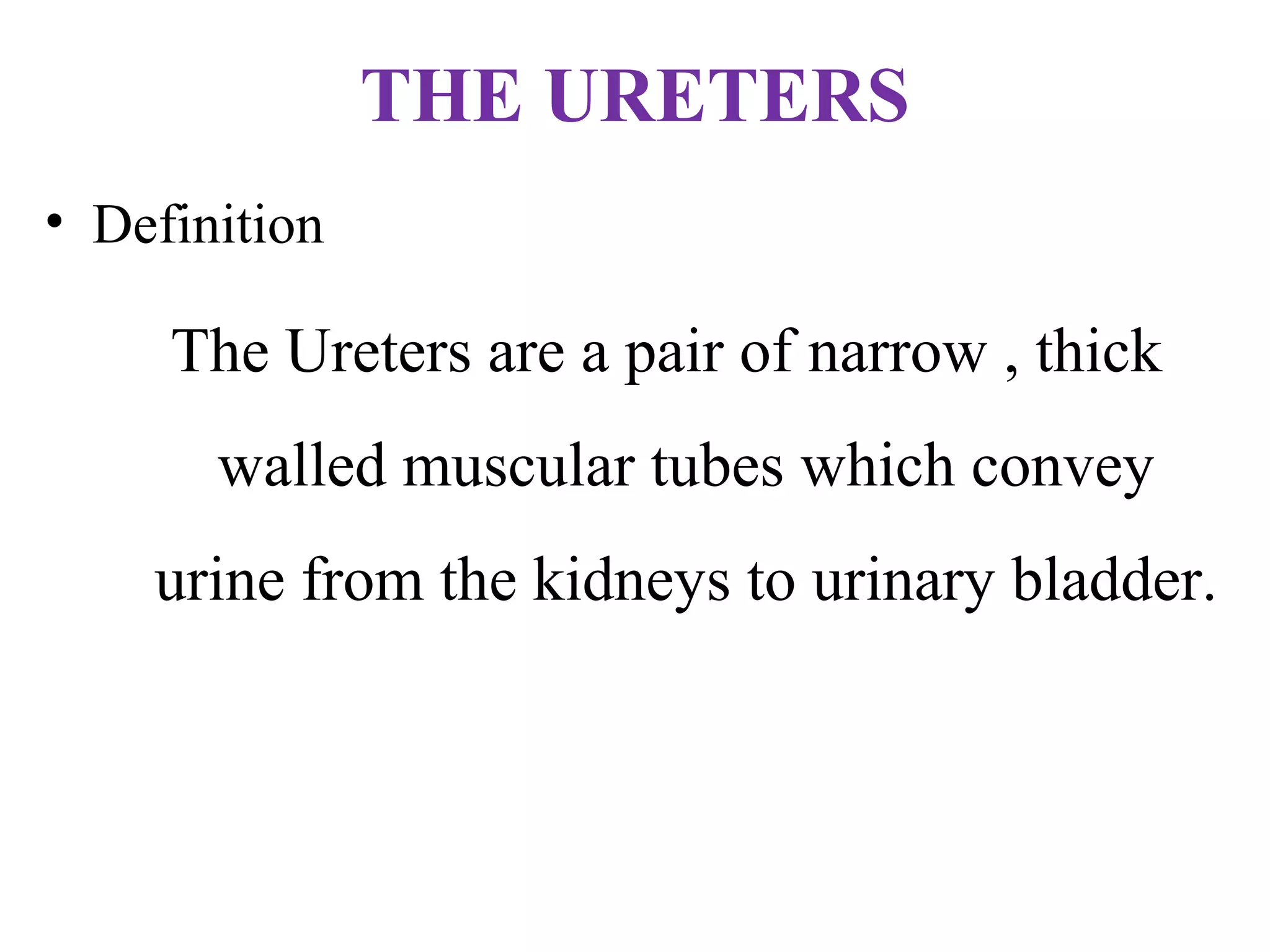 THE URETERS
• Definition
The Ureters are a pair of narrow , thick
walled muscular tubes which convey
urine from the kidneys to urinary bladder.
 