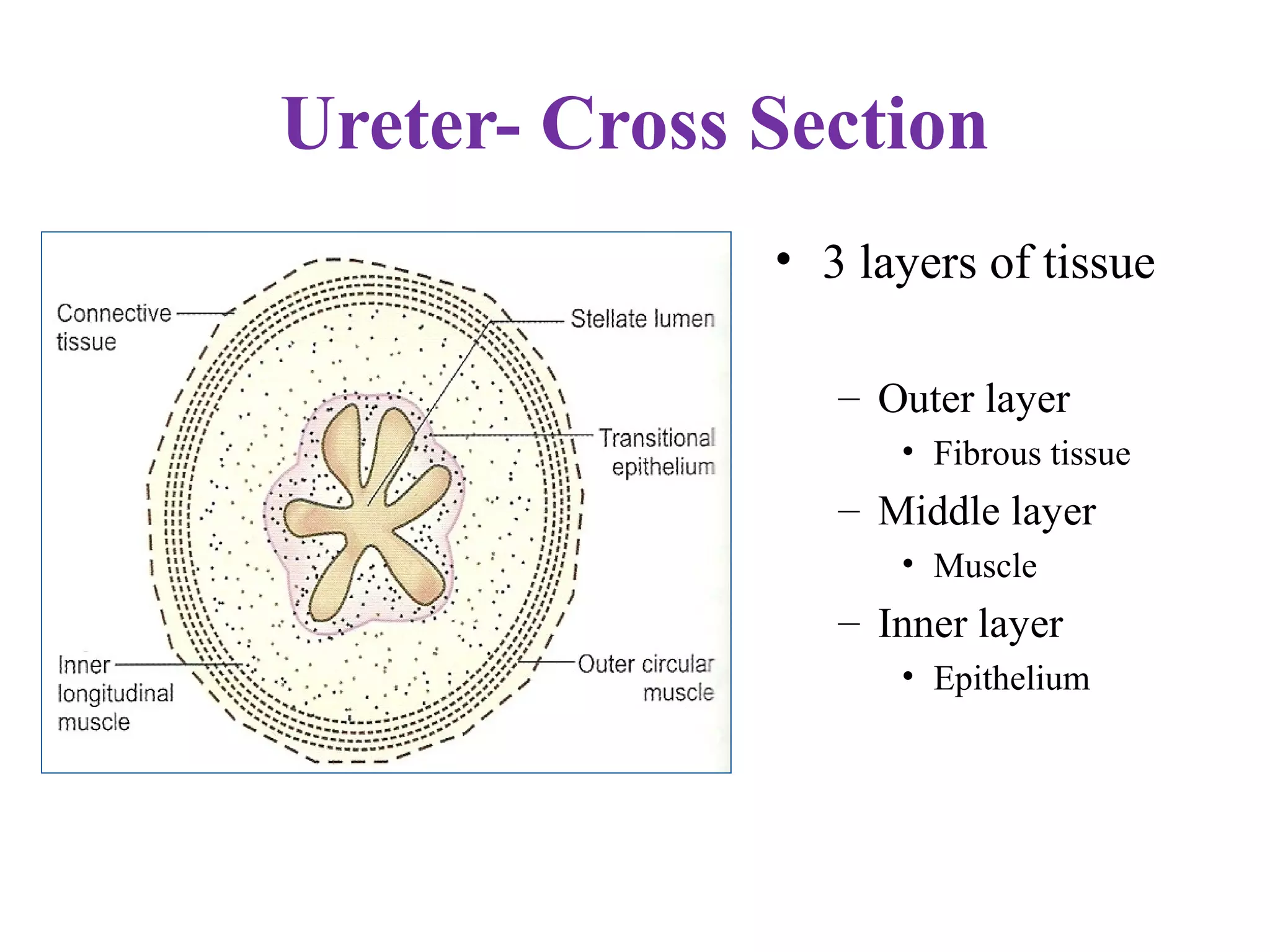 Ureter- Cross Section
• 3 layers of tissue
– Outer layer
• Fibrous tissue
– Middle layer
• Muscle
– Inner layer
• Epithelium
 
