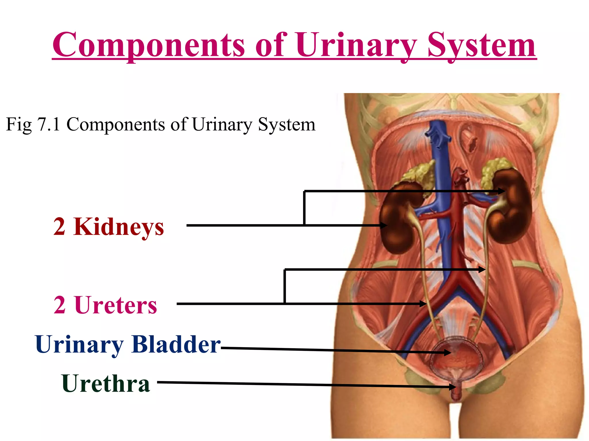 Components of Urinary System
2 Kidneys
2 Ureters
Urethra
Urinary Bladder
Fig 7.1 Components of Urinary System
 