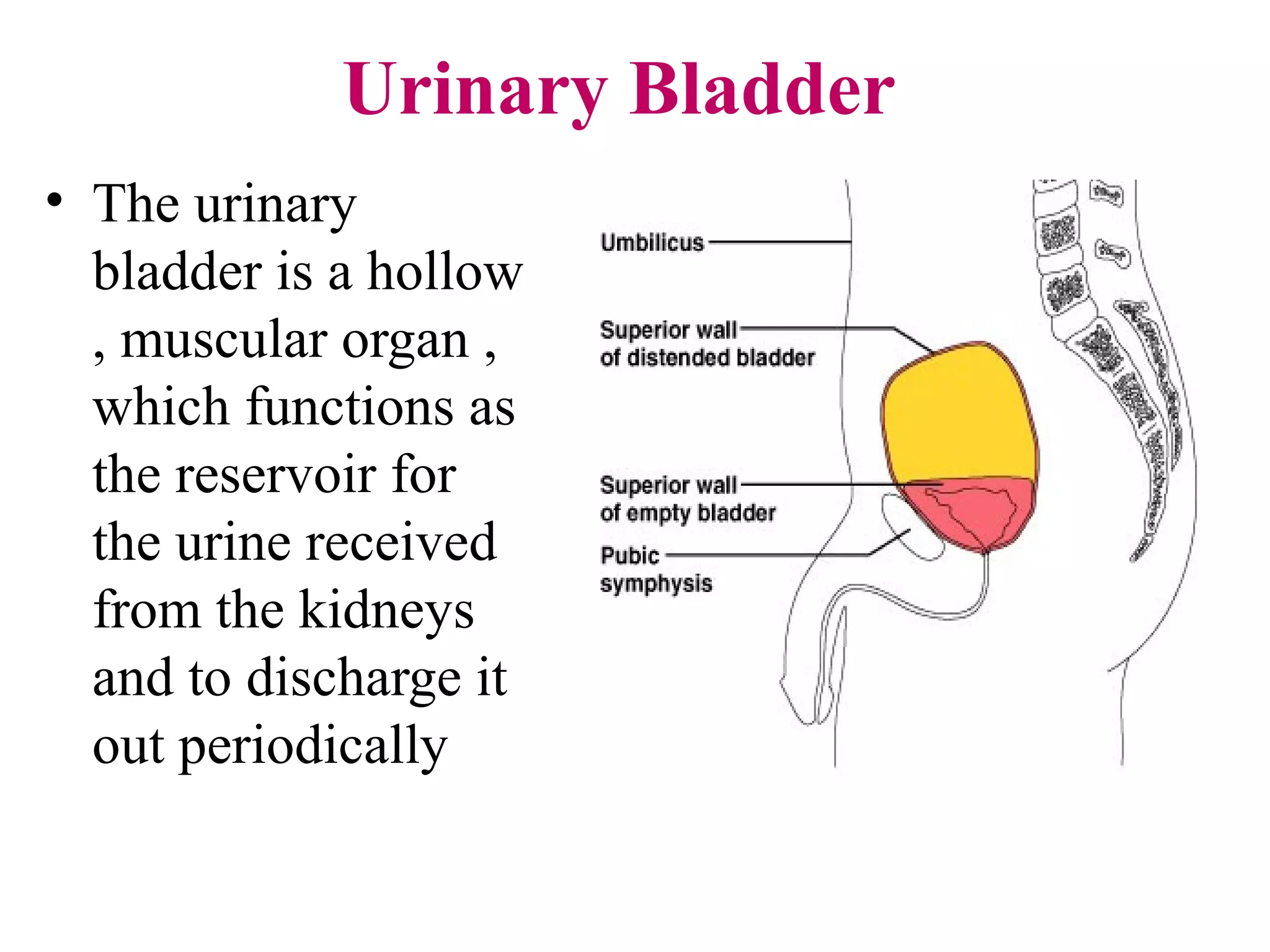 Urinary Bladder
• The urinary
bladder is a hollow
, muscular organ ,
which functions as
the reservoir for
the urine received
from the kidneys
and to discharge it
out periodically
 