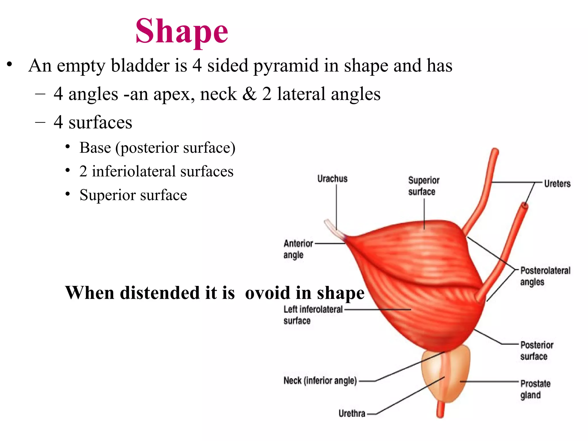 Shape
• An empty bladder is 4 sided pyramid in shape and has
– 4 angles -an apex, neck & 2 lateral angles
– 4 surfaces
• Base (posterior surface)
• 2 inferiolateral surfaces
• Superior surface
When distended it is ovoid in shape
 