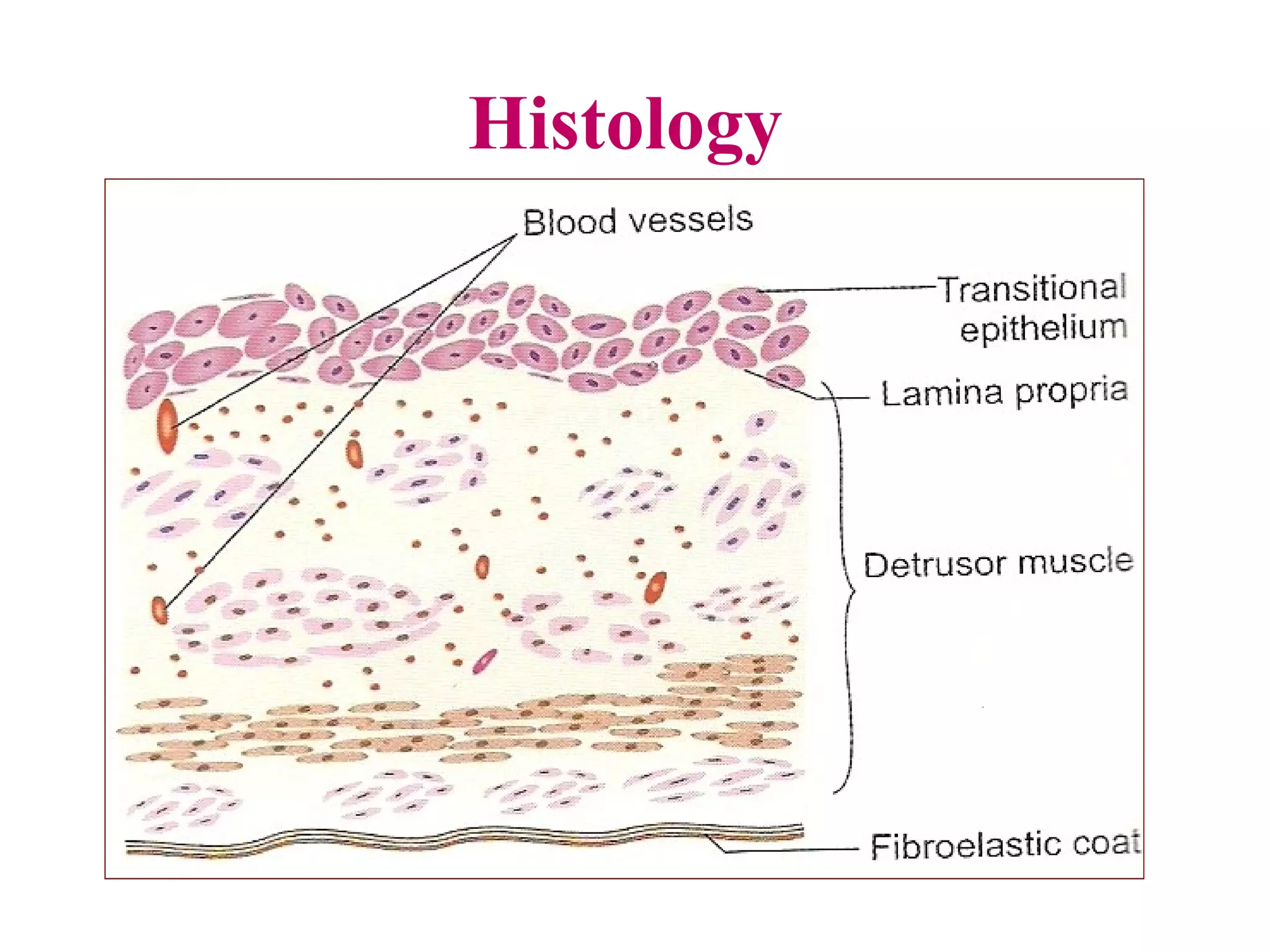 Histology
 