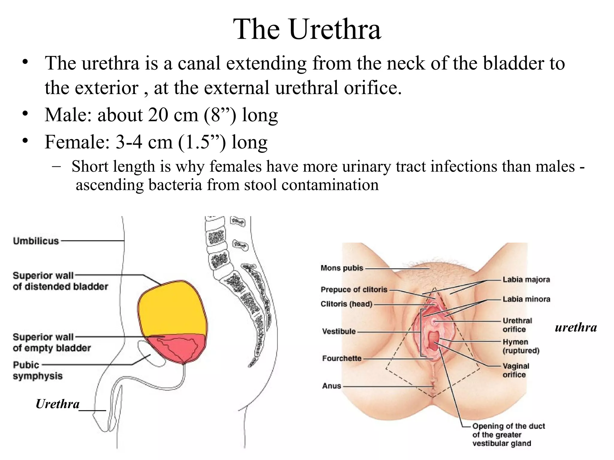 39
The Urethra
• The urethra is a canal extending from the neck of the bladder to
the exterior , at the external urethral orifice.
• Male: about 20 cm (8”) long
• Female: 3-4 cm (1.5”) long
– Short length is why females have more urinary tract infections than males -
ascending bacteria from stool contamination
Urethra____
urethra
 
