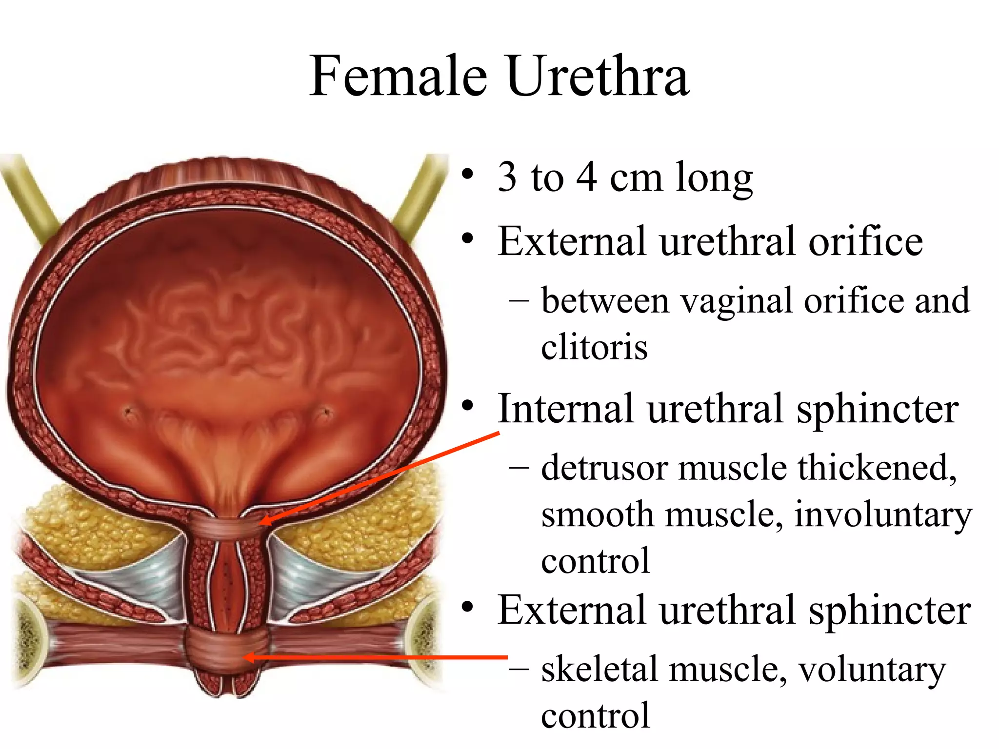 Female Urethra
• 3 to 4 cm long
• External urethral orifice
– between vaginal orifice and
clitoris
• Internal urethral sphincter
– detrusor muscle thickened,
smooth muscle, involuntary
control
• External urethral sphincter
– skeletal muscle, voluntary
control
 
