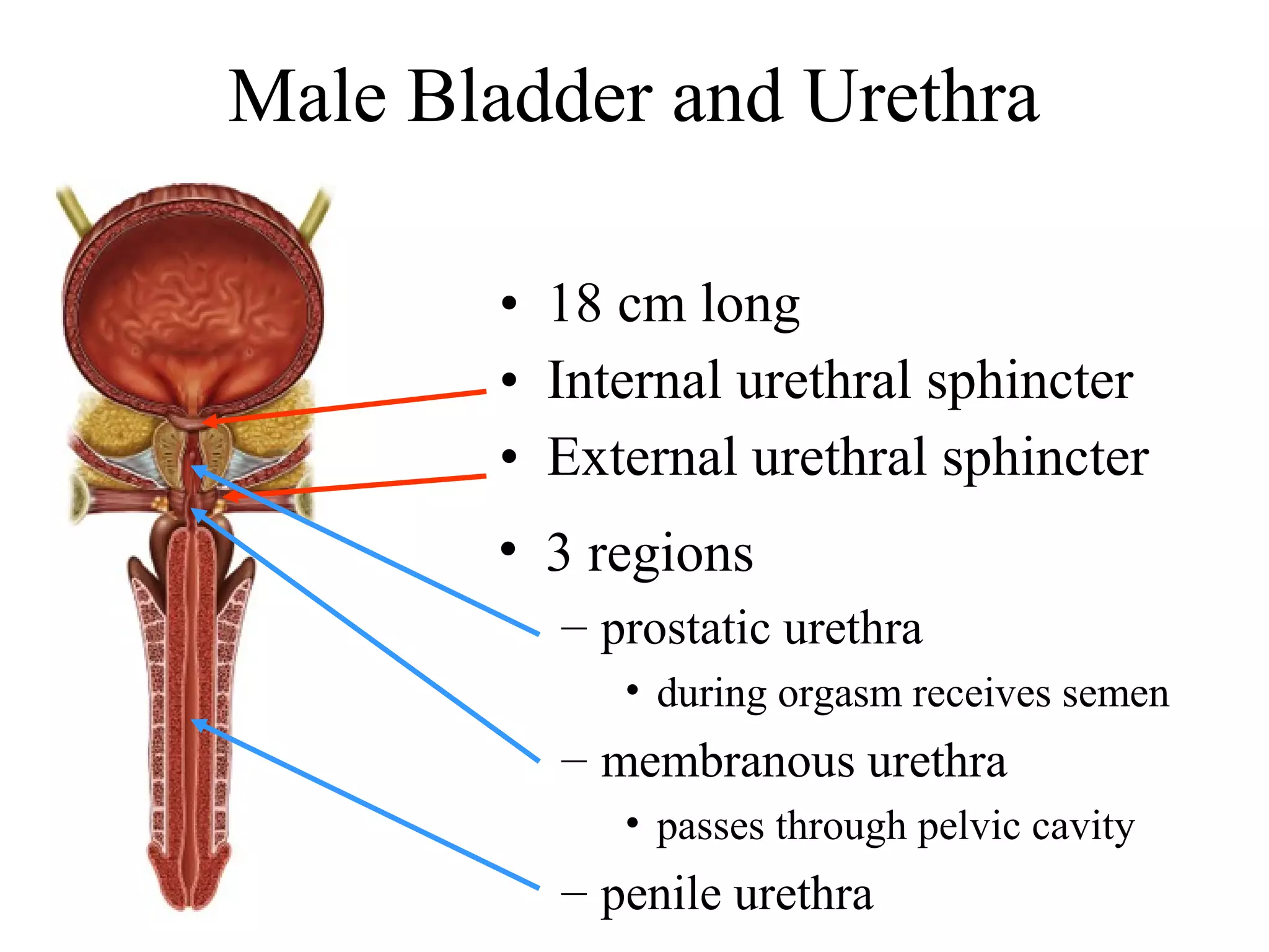 Male Bladder and Urethra
• 18 cm long
• Internal urethral sphincter
• External urethral sphincter
• 3 regions
– prostatic urethra
• during orgasm receives semen
– membranous urethra
• passes through pelvic cavity
– penile urethra
 