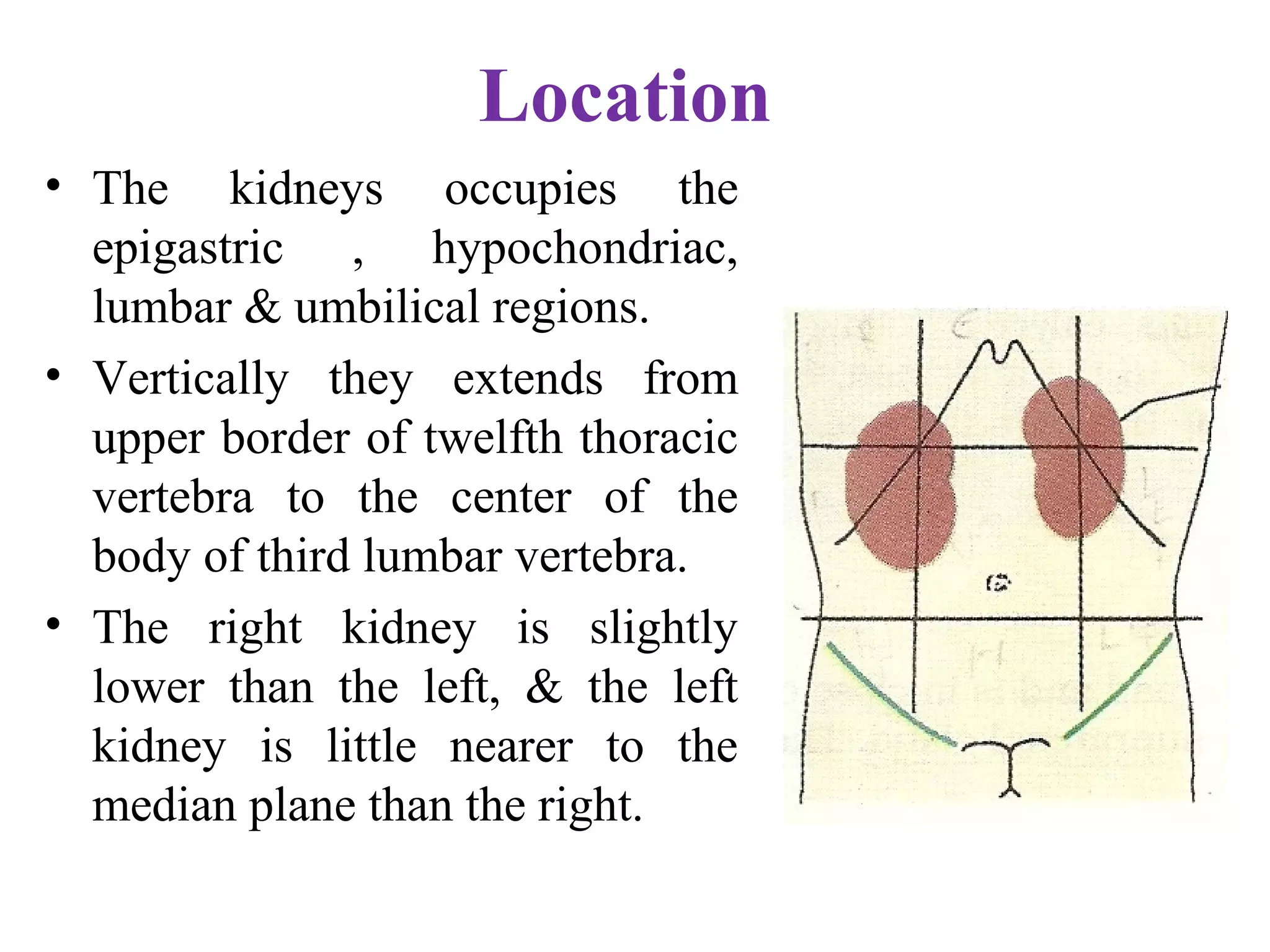 Location
• The kidneys occupies the
epigastric , hypochondriac,
lumbar & umbilical regions.
• Vertically they extends from
upper border of twelfth thoracic
vertebra to the center of the
body of third lumbar vertebra.
• The right kidney is slightly
lower than the left, & the left
kidney is little nearer to the
median plane than the right.
 
