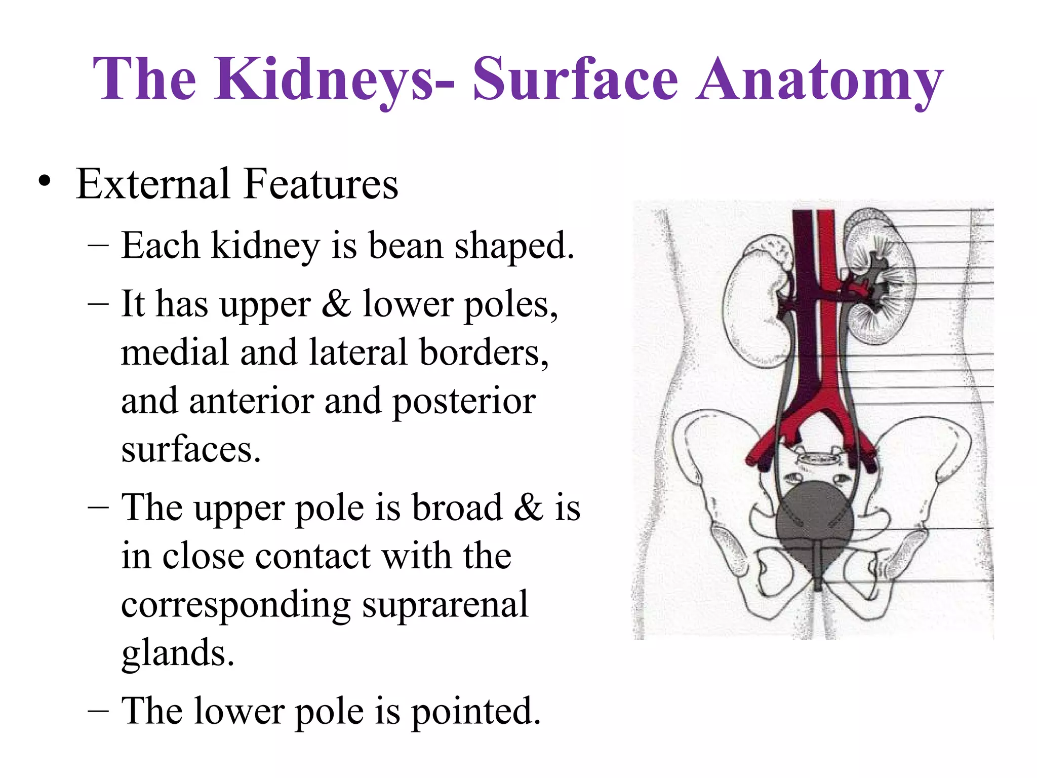 The Kidneys- Surface Anatomy
• External Features
– Each kidney is bean shaped.
– It has upper & lower poles,
medial and lateral borders,
and anterior and posterior
surfaces.
– The upper pole is broad & is
in close contact with the
corresponding suprarenal
glands.
– The lower pole is pointed.
 