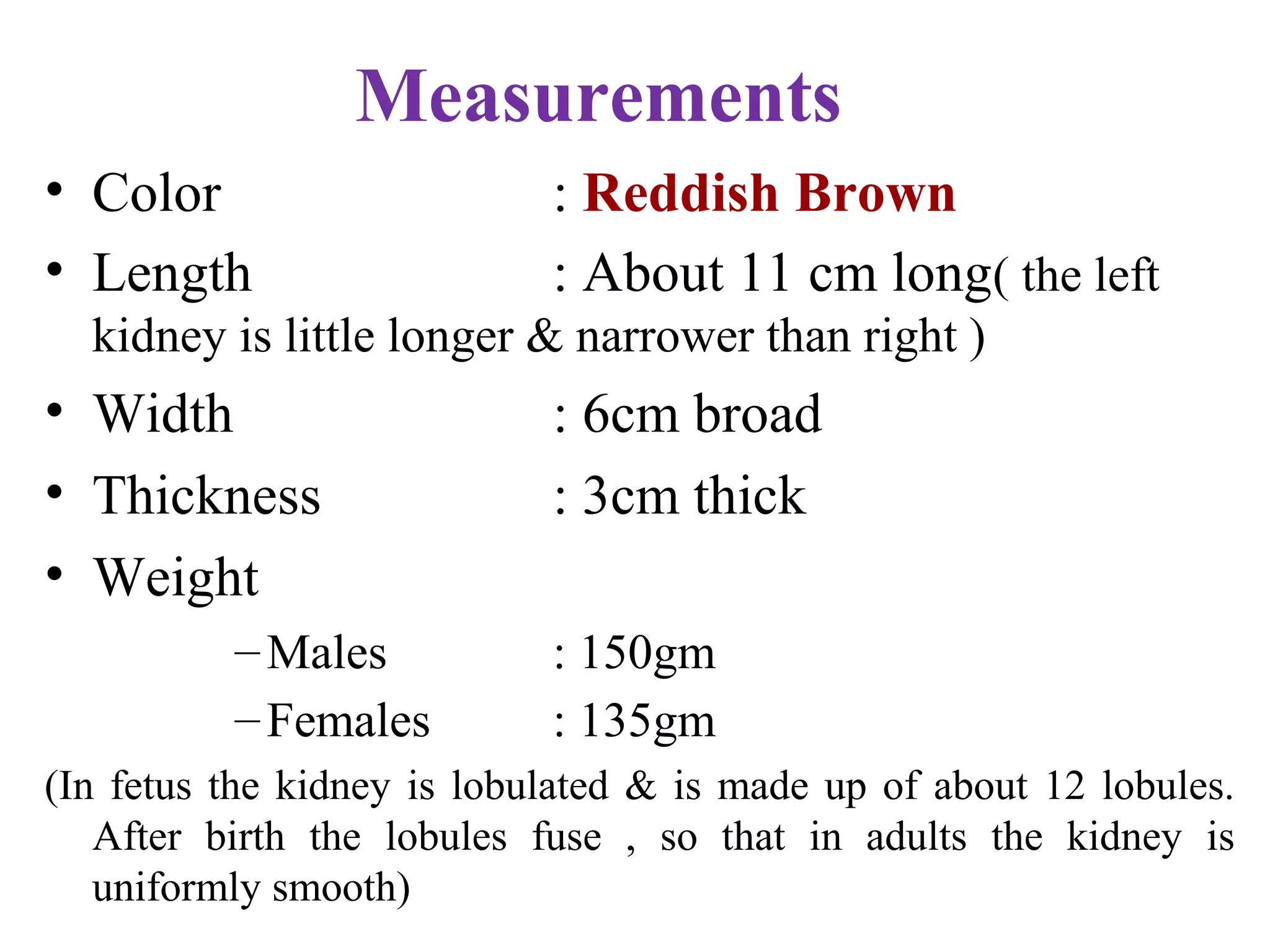 Measurements
• Color : Reddish Brown
• Length : About 11 cm long( the left
kidney is little longer & narrower than right )
• Width : 6cm broad
• Thickness : 3cm thick
• Weight
–Males : 150gm
–Females : 135gm
(In fetus the kidney is lobulated & is made up of about 12 lobules.
After birth the lobules fuse , so that in adults the kidney is
uniformly smooth)
 