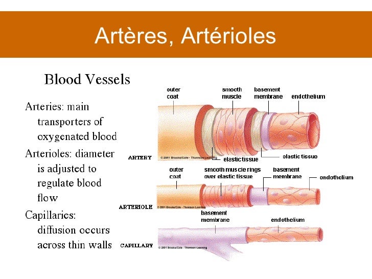Cours 4 Pathologie vasculaire