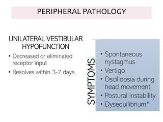 UNILATERAL VESTIBULAR
HYPOFUNCTION
• Decreased or eliminated
receptor input
• Resolves within 3-7 days
SYMPTOMS
• Spontaneous
nystagmus
• Vertigo
• Oscillopsia during
head movement
• Postural instability
• Dysequilibrium*
PERIPHERAL PATHOLOGY
 