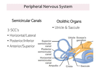 Peripheral Nervous System
Semicircular Canals Otolithic Organs
• Utricle & Saccule
3 SCC’s
• Horizontal/Lateral
• Posterior/Inferior
• Anterior/Superior
 