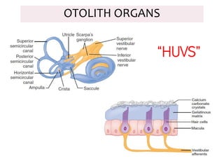 OTOLITH ORGANS
“HUVS”
 