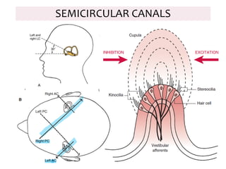 SEMICIRCULAR CANALS
 