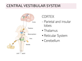 CENTRAL VESTIBULAR SYSTEM
CORTEX
- Parietal and insular
lobes
• Thalamus
• Reticular System
• Cerebellum
 