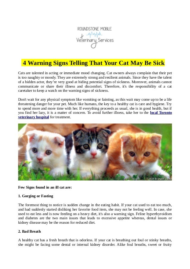 4 warning signs telling that your cat may be sick