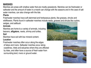 MARSHES
Marshes are areas with shallow water that are mostly grasslands. Marshes can be freshwater or
saltwater and the amount of water in a marsh can change with the seasons and in the case of salt
water marshes, can also change with the tide.
Plants
Freshwater marshes have soft stemmed and herbaceous plants, like grasses, shrubs and
wildflowers. Plants found in saltwater marshes include reeds, grasses and shrubs like rushes,
sedges, and saltbush.
Animals
Marshes are home to a variety of animals, including
beavers, alligators, newts, shrimp and turtles.
Soil
Marshes have soil with low mineral content.
Location
Freshwater marshes often occur along the edges
of lakes and rivers. Saltwater marshes occur along
coastlines, inlets and estuaries where they are affected
by tides, and often have a source of fresh water from
surrounding land, rivers or ground water.
 