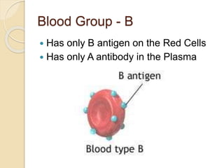 Blood Group - B
 Has only B antigen on the Red Cells
 Has only A antibody in the Plasma
 