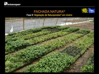 FACHADA NATURA®
Fase II: Vegetação de Naturpaneles® em viveiro
 
